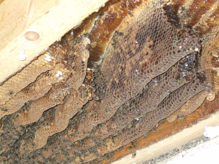 Honey bee removal – Wenvoe