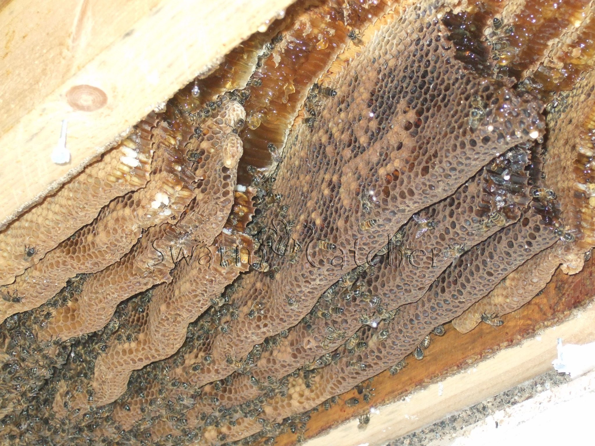 Honey bee cutout from a ceiling of a flat roofed extension - Wenvoe, Cardiff - safely removed by honey bee relocation specialists SwarmCatcher