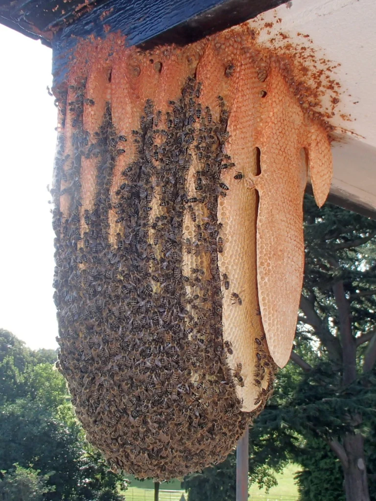A feral bee colony, nesting on the outside of a building - in the UK