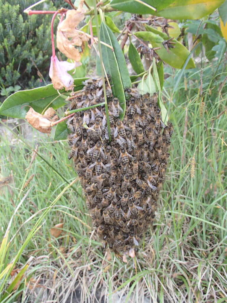 Small-bee-swarm-low-level-hanging_06_4