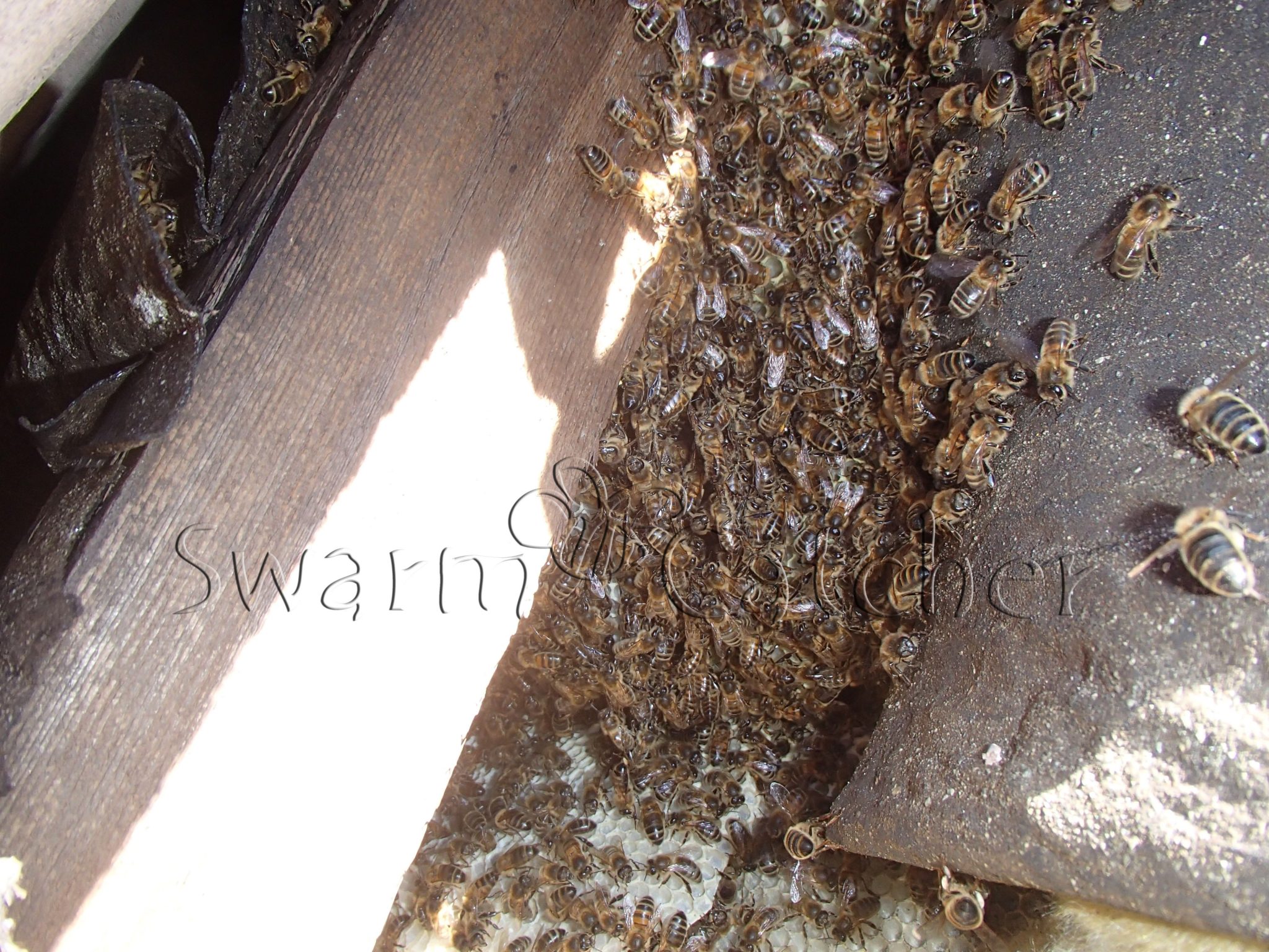 Live honey bee removal from roof space -Canton, Cardiff - bee nest removed by SwarmCatcher