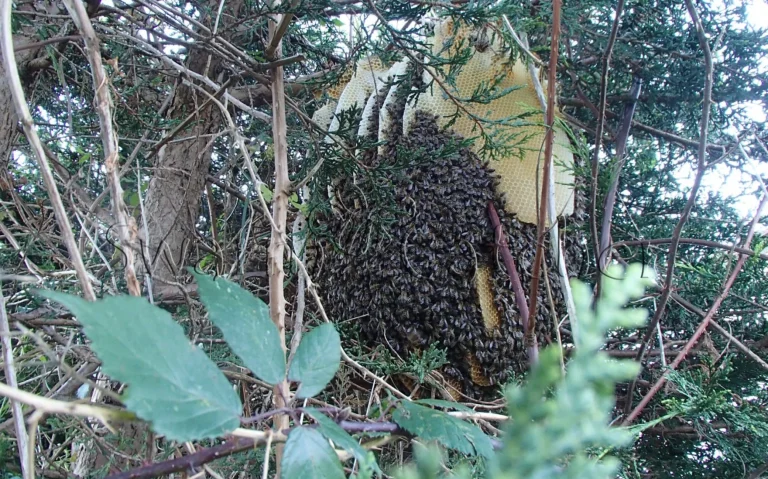 Wild honey bee colony in a tree in a South Wales valley at end of November