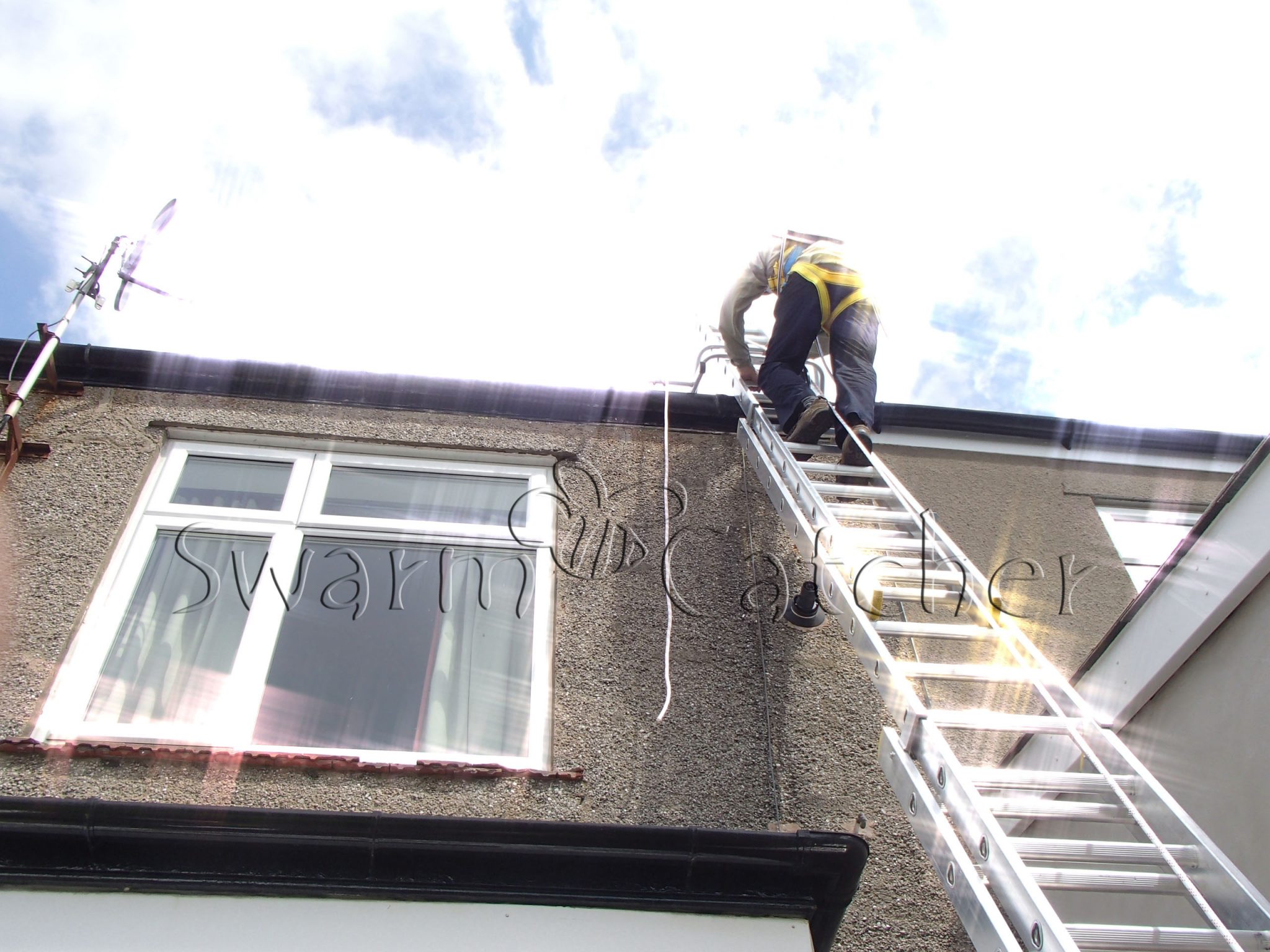 Newly arrived honey bee swarm - accessing the chimney stack - Llandaff, Cardiff - - safely removed by honey bee relocation specialists SwarmCatcher
