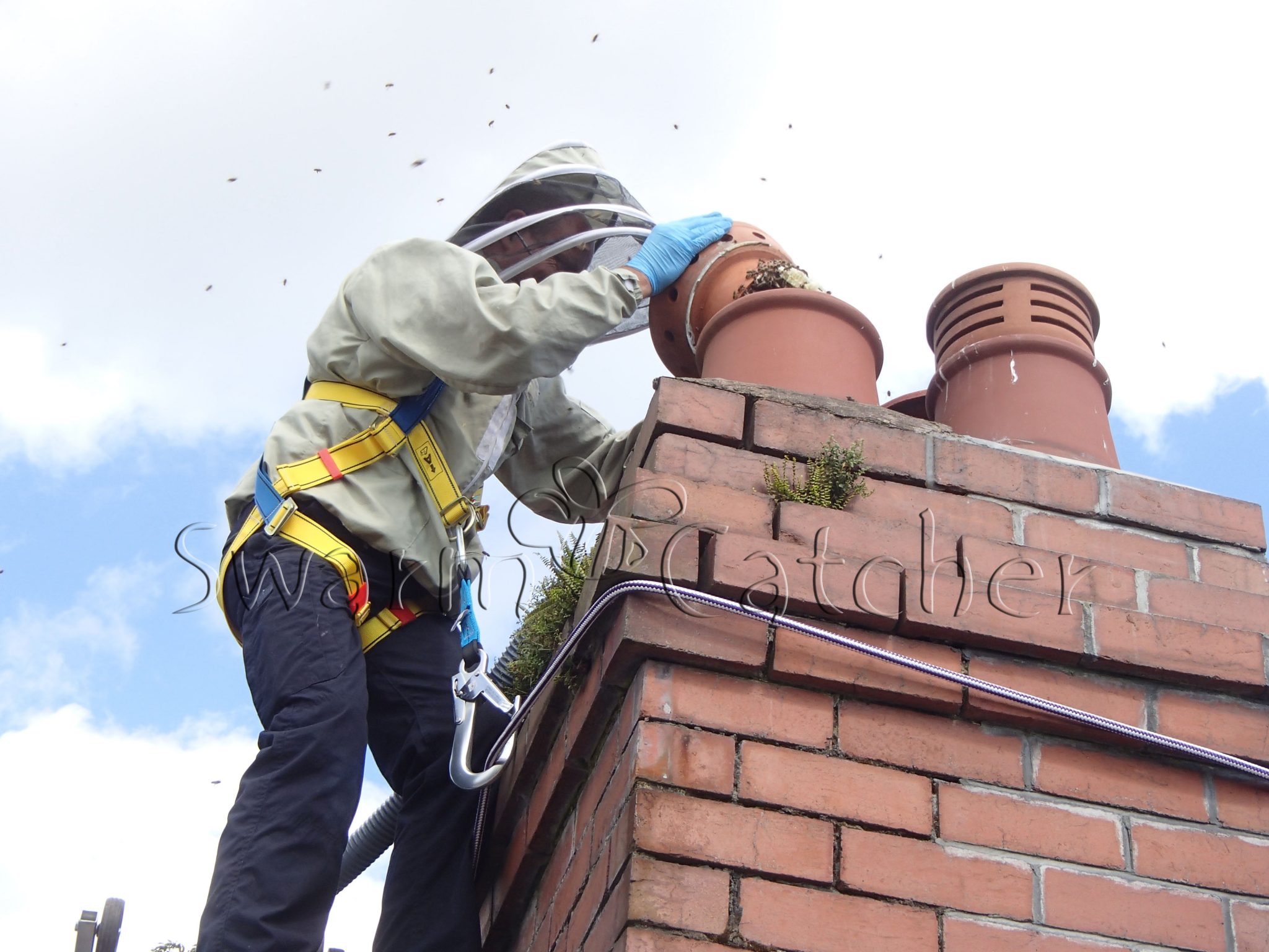 Newly arrived honey bee swarm - removing the chimney ventilation cap - Llandaff, Cardiff - - safely removed by honey bee relocation specialists SwarmCatcher