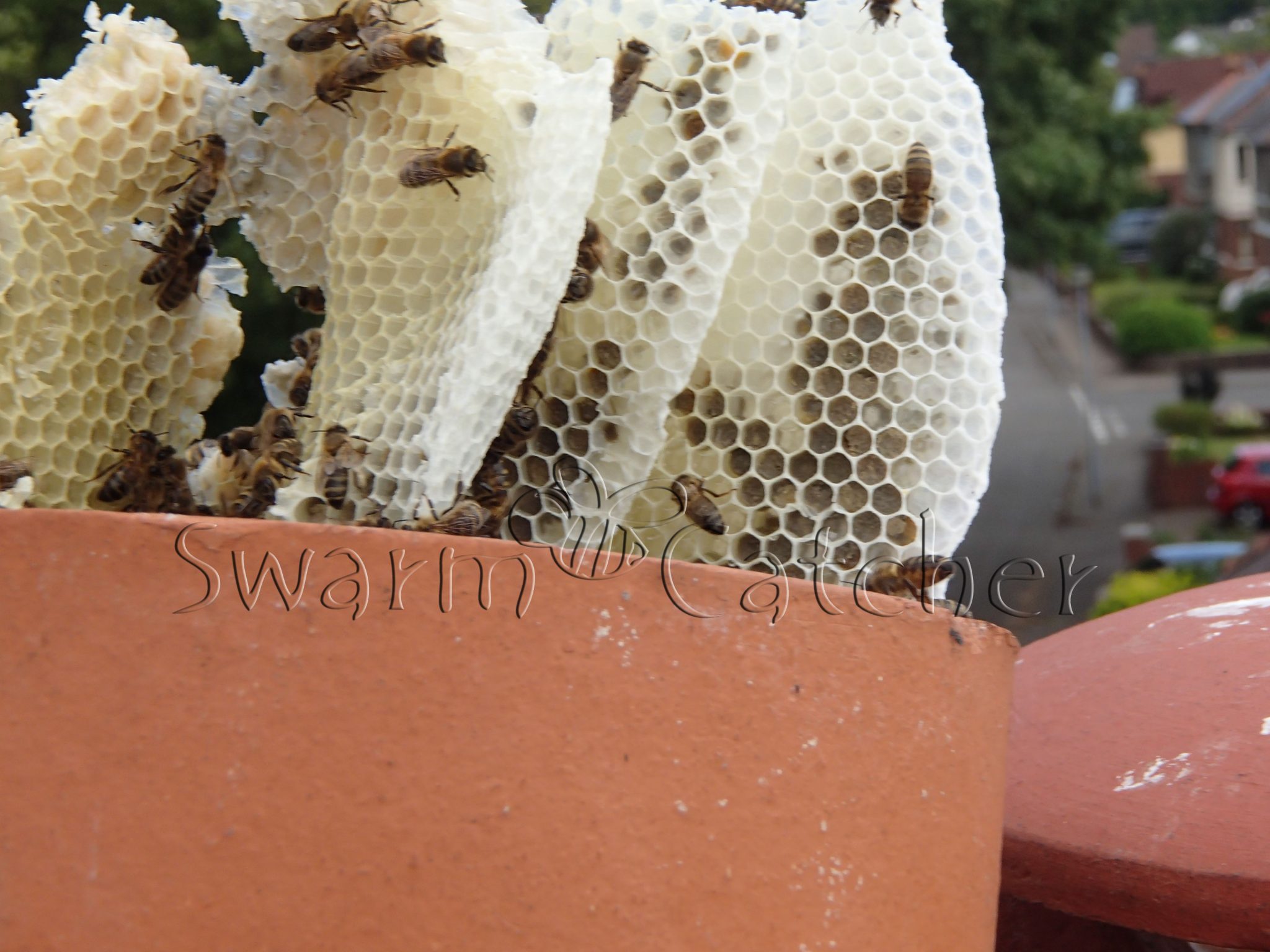 Newly arrived honey bee swarm in a chimney pot - Llandaff, Cardiff - - safely removed by honey bee relocation specialists SwarmCatcher