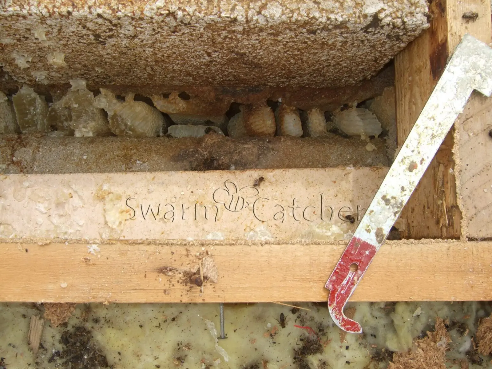 Honey-bee-cutout-flat-roof- bees in the wall cavity