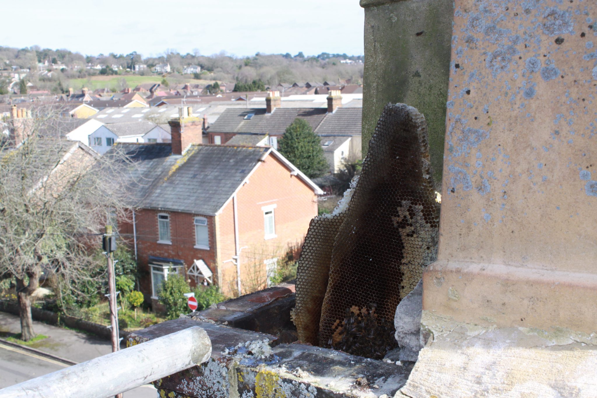 Swarm-Catcher-Honey-Bee-Removal-from-chimney-Poole-Dorset