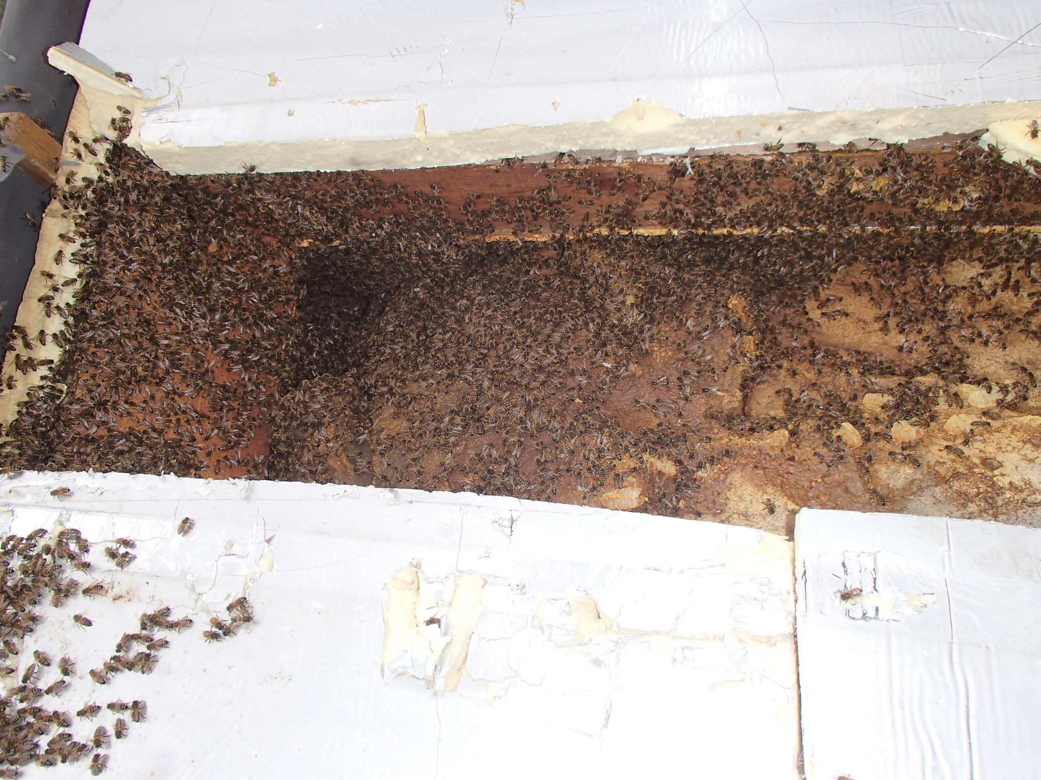 Bruton-Somerset-bee-nest-roof-cutout