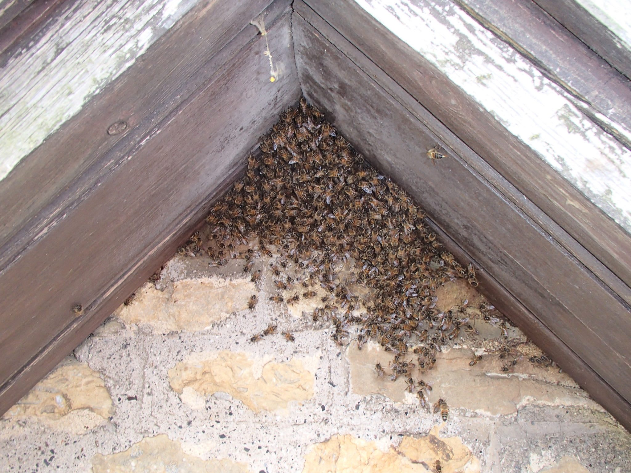 Bruton-Somerset-bee-nest-roof-cutout-bee-entrance