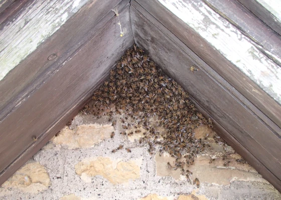 Honey bee nest roof cutout - Bruton-Somerset - removed by honey bee removal specialists SwarmCatcher