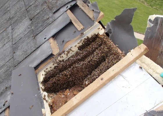 Bruton Somerset bee nest roof cutout 12 w3fquv 9004fd76