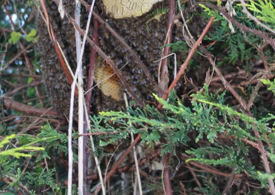 Honey bee colony tree 17 SCWM5 drttq6 289b1bbd