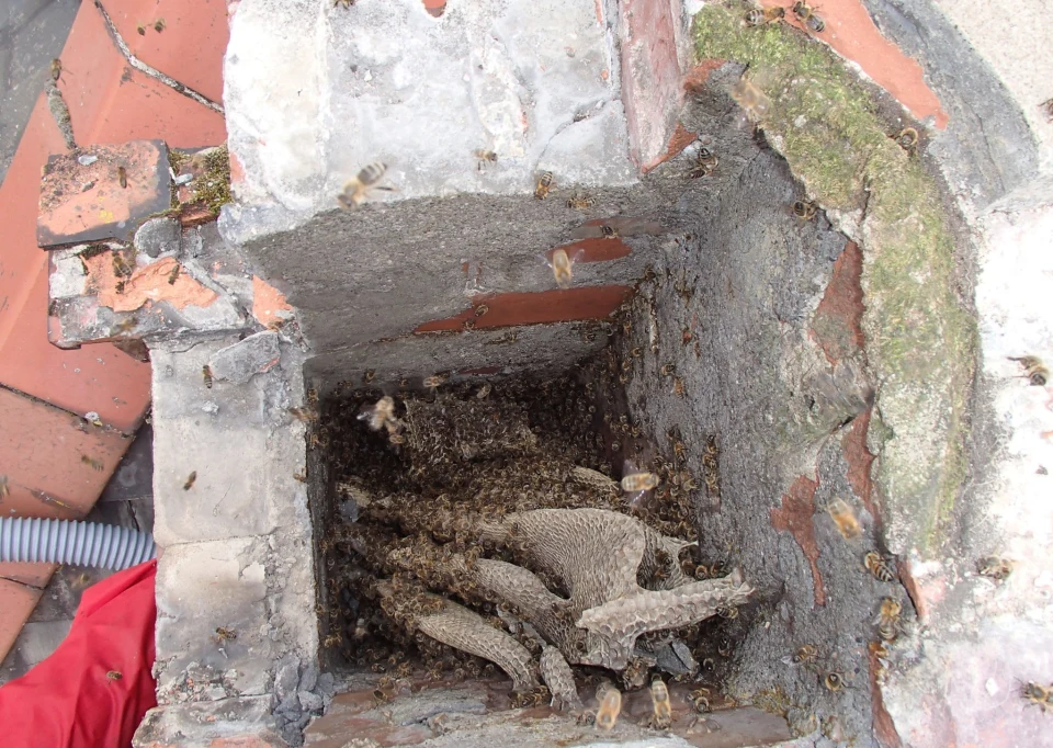Honey bees nesting in an open chimney flue - Pyle, Bridgend, South Wales - removed by honey bee removal specialists SwarmCatcher