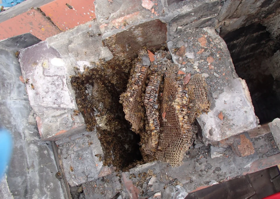 Honey bees nesting in an open chimney flue - Pyle, Bridgend, South Wales - removed by honey bee removal specialists SwarmCatcher
