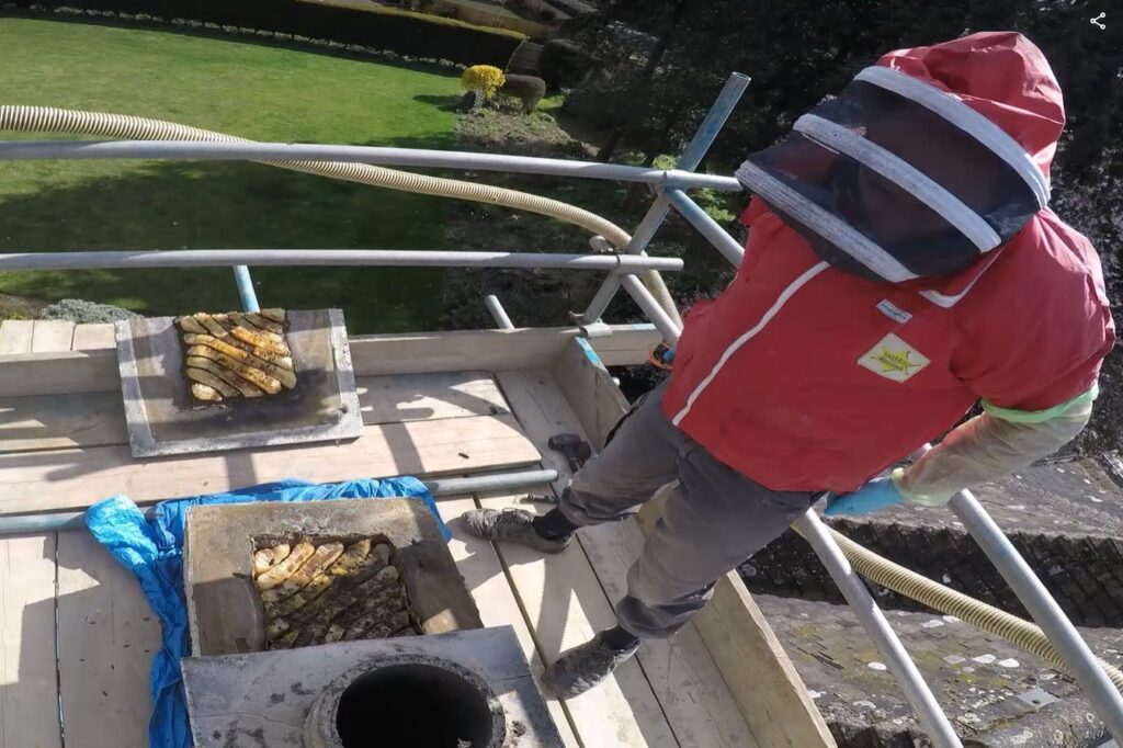 Bees removed from chimney Church Brampton Northamptonshire crop1