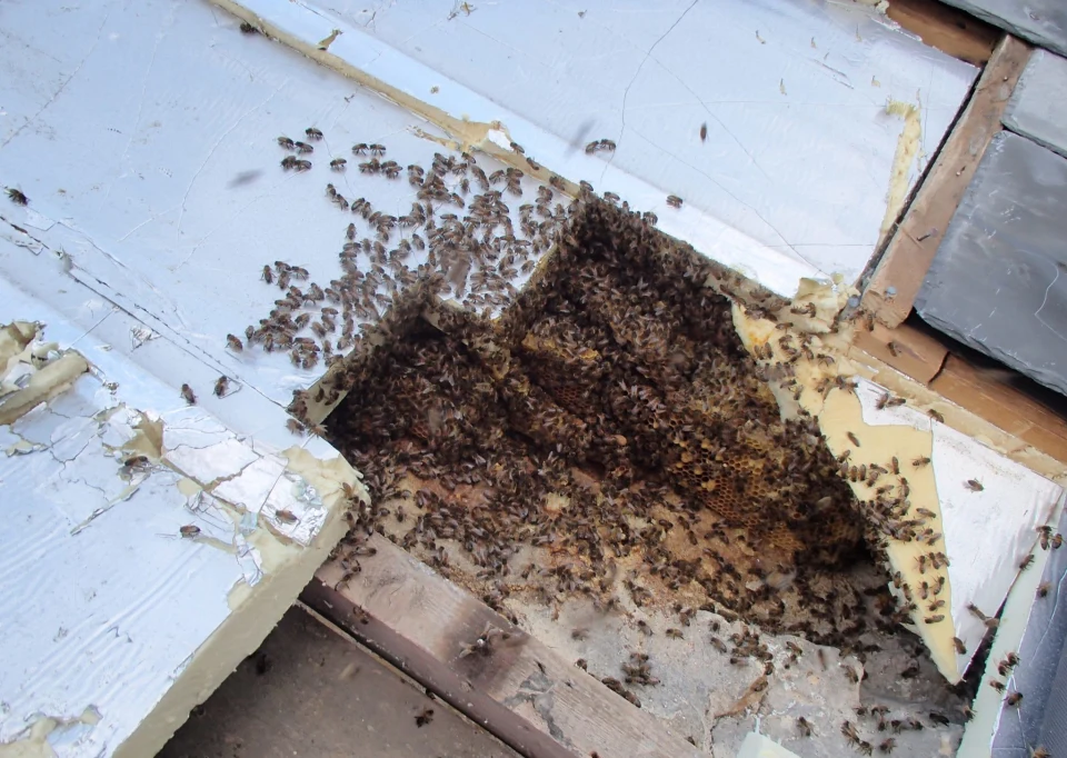 Bruton Somerset bee nest roof cutout 04 oph73j 89264a04