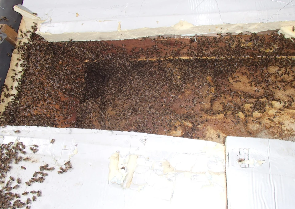 Bruton Somerset bee nest roof cutout