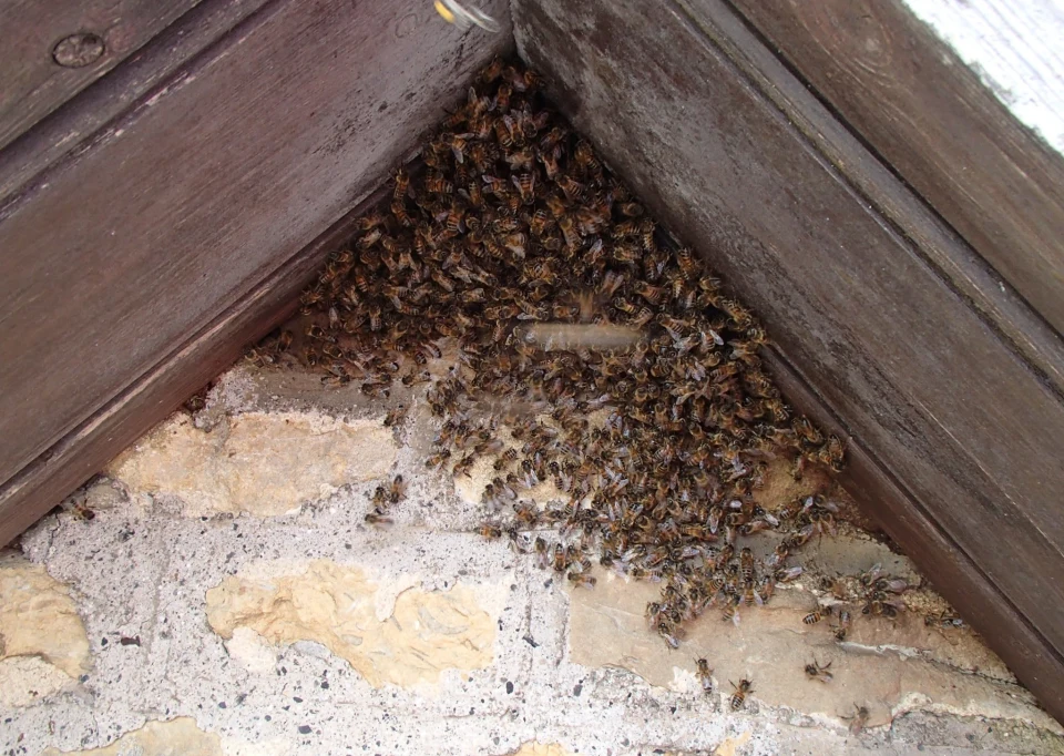 Bruton-Somerset-bee-nest-roof-cutout-bee entrance