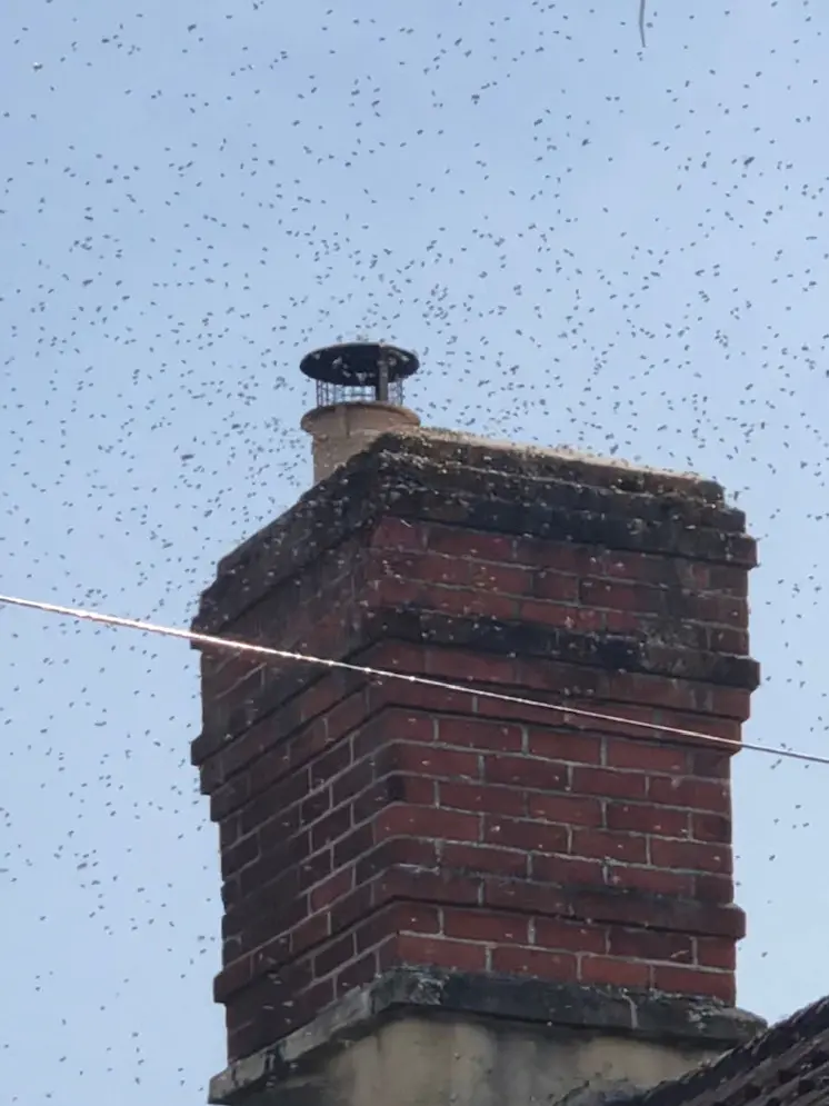 Removing Bees in a Chimney 1 Honey bee swarm arrival at a London chimney