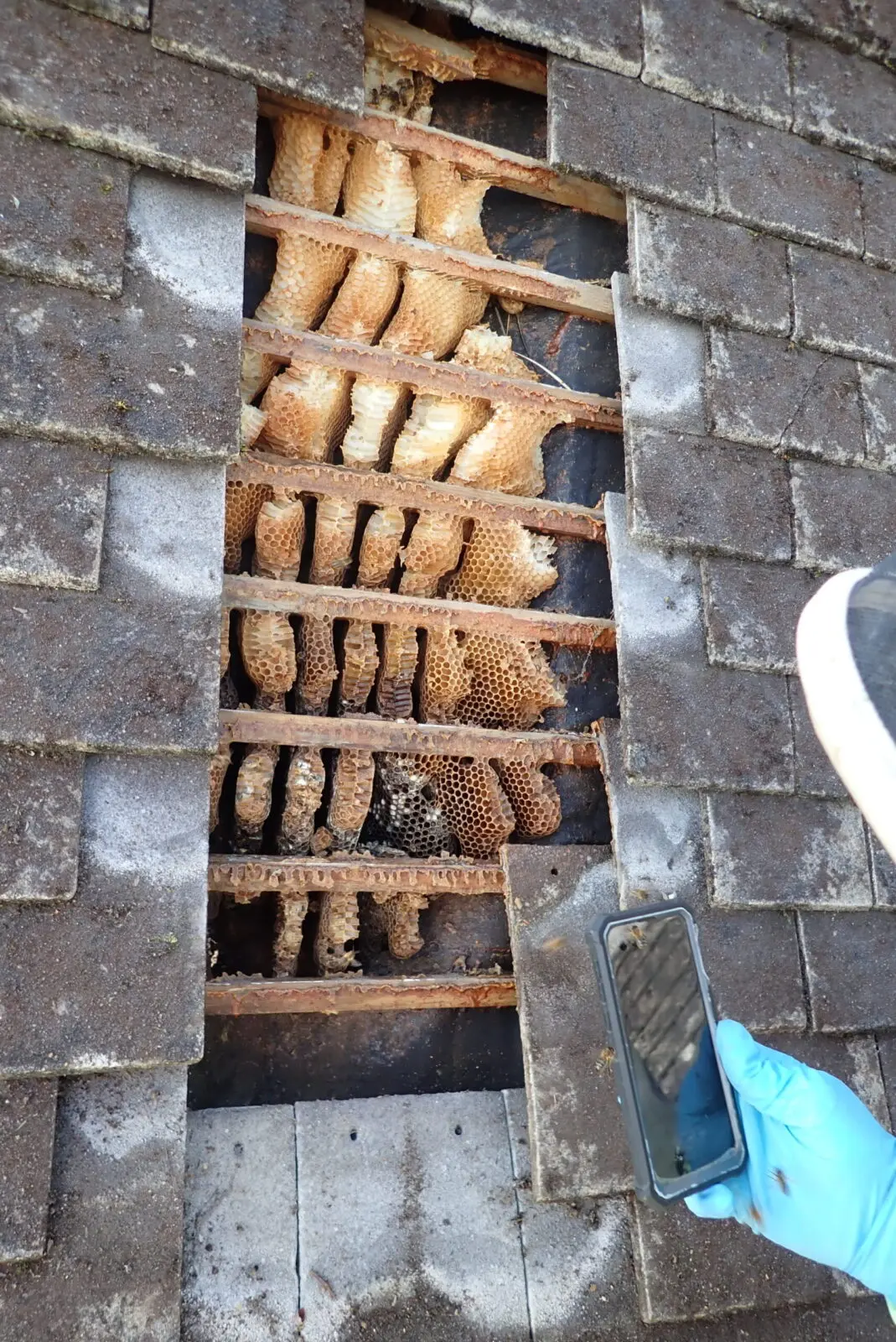 About SwarmCatcher 82 Honey-Bees-Nest-in-Roof-Removed-Swindon-Wiltshire_08_12