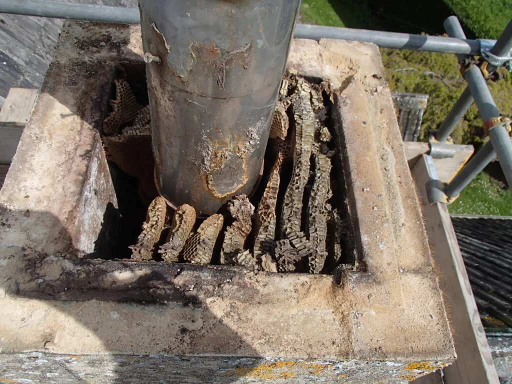 Honey Bees in Chimney 3 Honey-Bees-in-Chimney-Flue-Trowbridge-Wiltshire