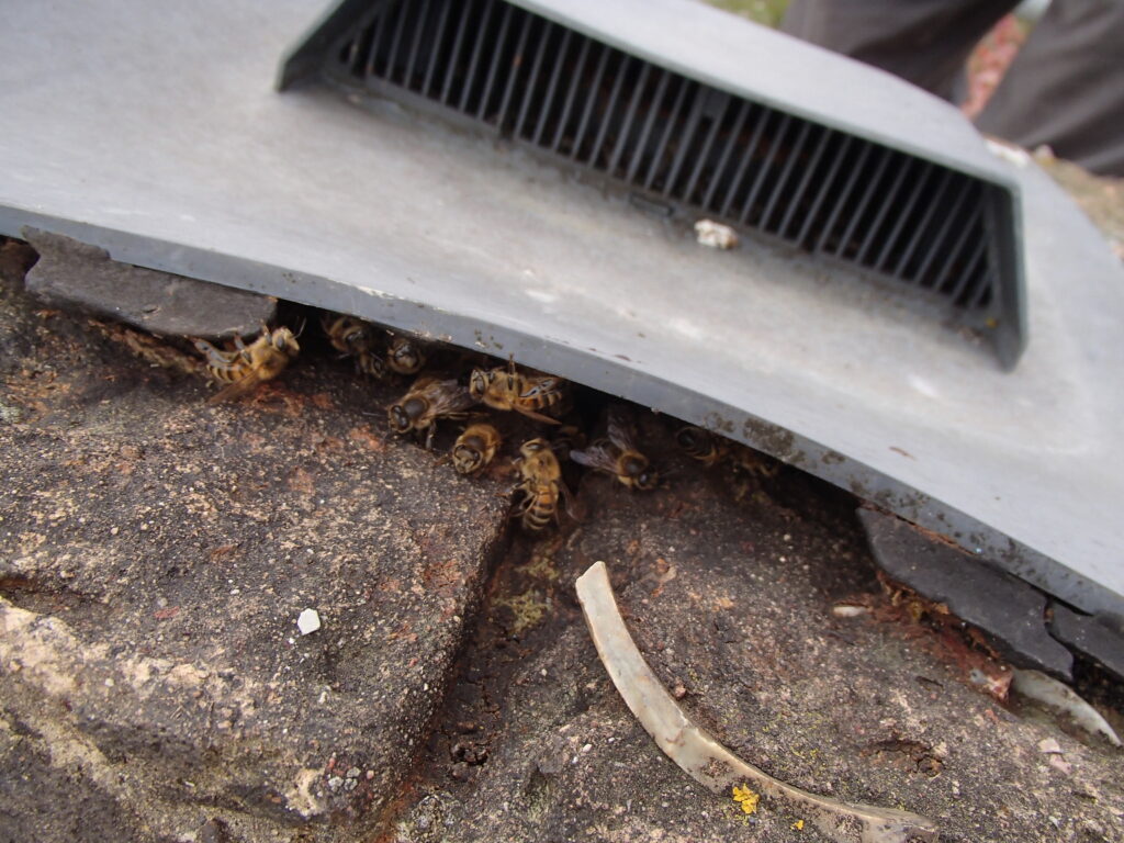 Honey-Bees-in-Chimney-Flue-vent-Cheltenham-Gloucestershire_01