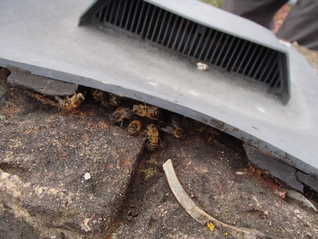 Honey Bees in Chimney 8 Honey-Bees-in-Chimney-Flue-vent-Cheltenham-Gloucestershire_01