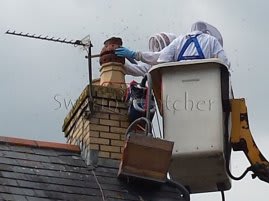 Live honey bee removal specialists
