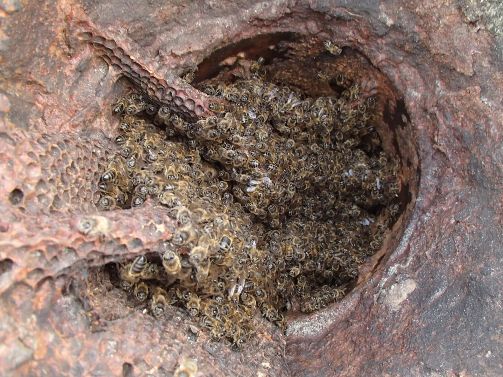 Honey Bees in Chimney 6 Honey-Bees-in-Chimney-Pot-Guildford-Surrey_07