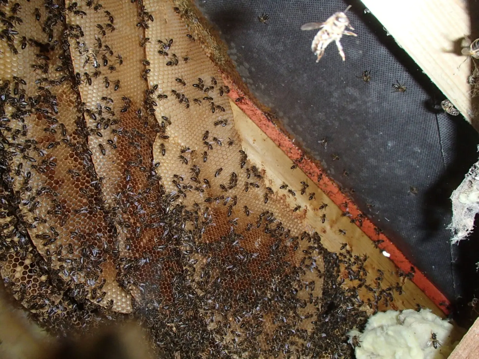 Honey bees in dormer window roof - Weybridge,Surrey - removed by honey bee specialists SwarmCatcher