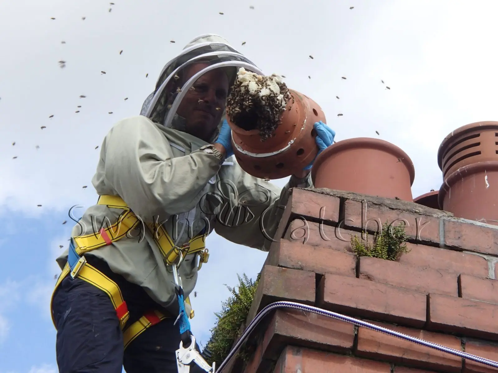 Honey bee chimney cutout Llandaff, Cardiff, South Wales - removed by honey bee removal specialists SwarmCatcher