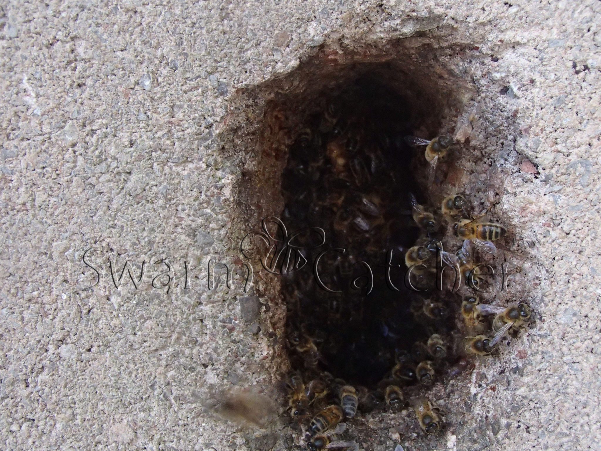 Honey bees in walls - removed by knowledgeable Specialists - Honey bee cutout between window and wall Pontypridd, South Wales