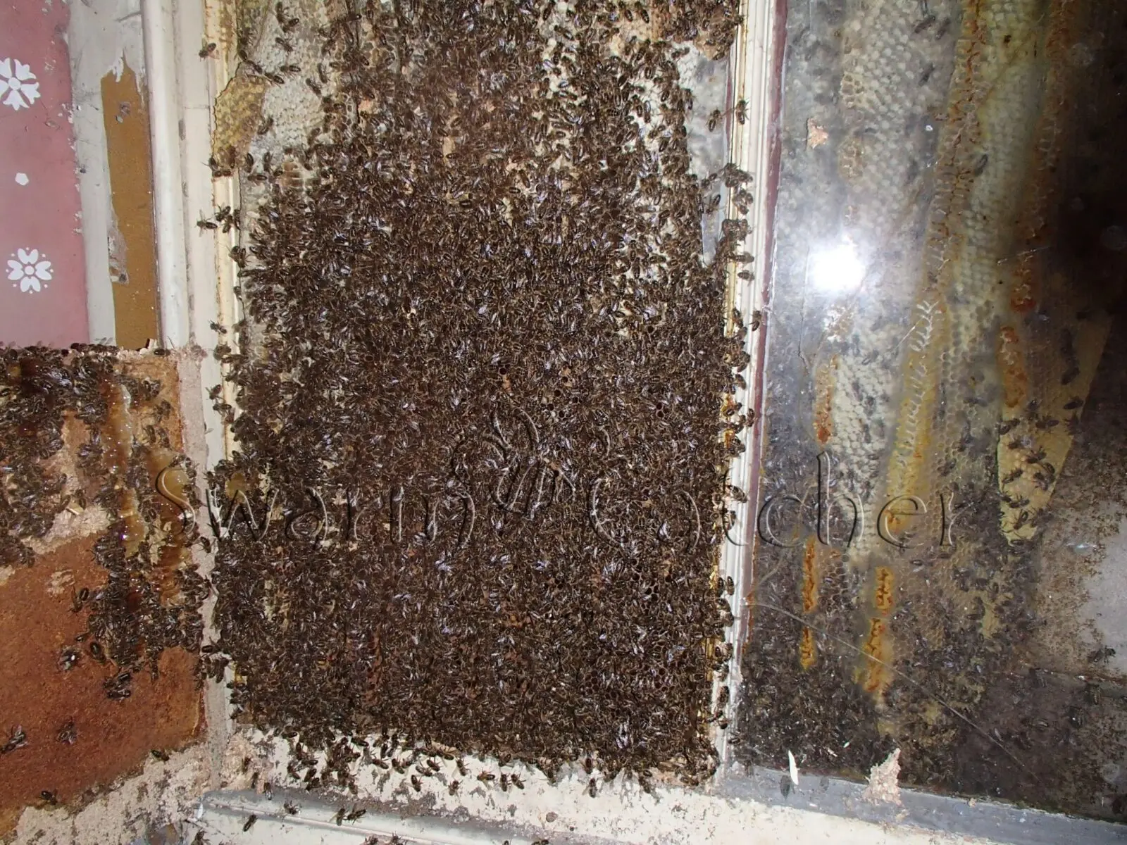 Honey Bees in Walls 3 Honey-bee-cutout-between-window-and-wall-Pontypridd-15SC5WM