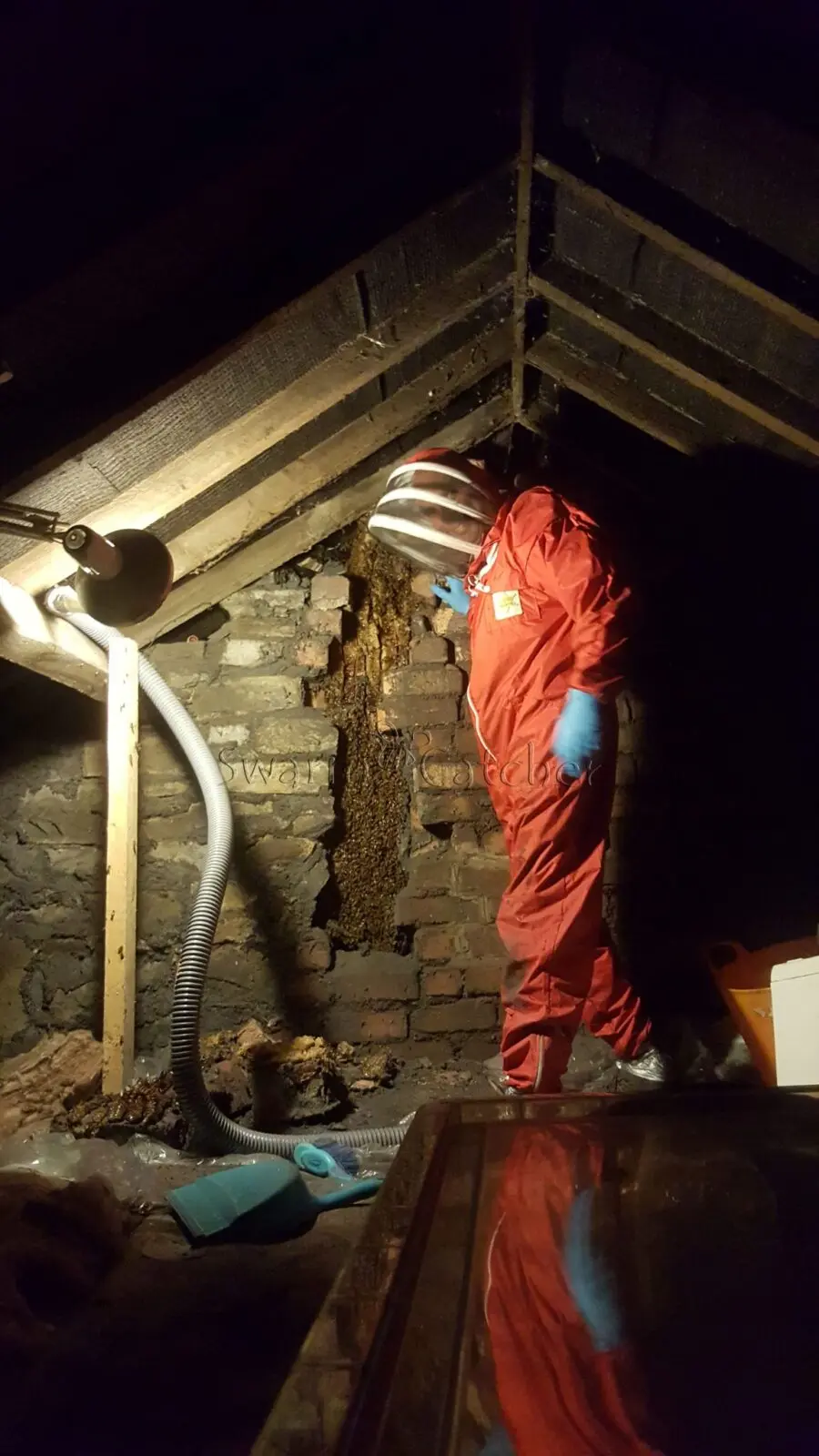 Honey bees in attic - what you need to know 1 Thermal-Image-Honey-bee-cutout-inside-attic-Ferndale-65SC5WM