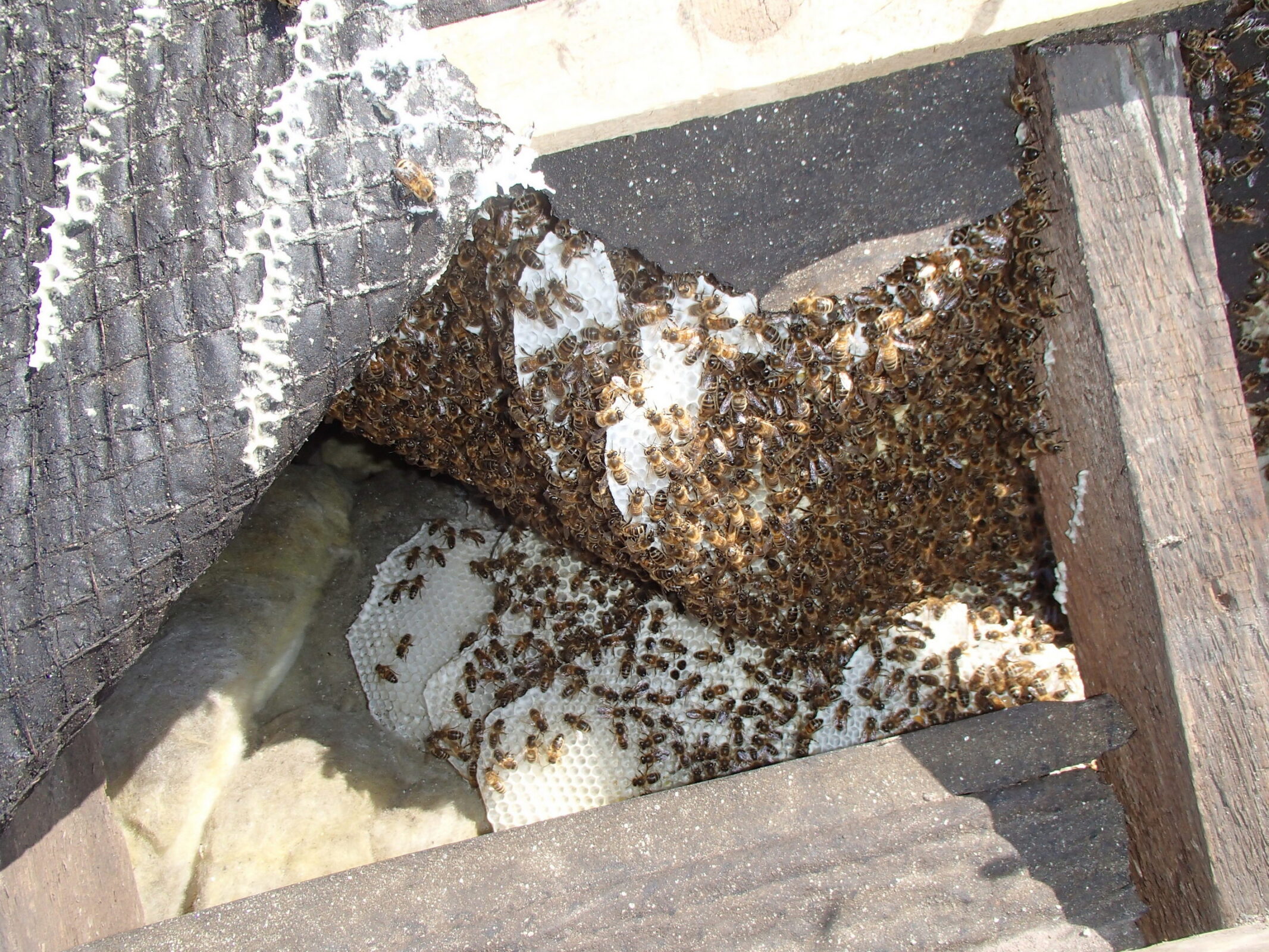 Honey-bee-cutout-porch-roof-Windsor-Eaton-Berkshire