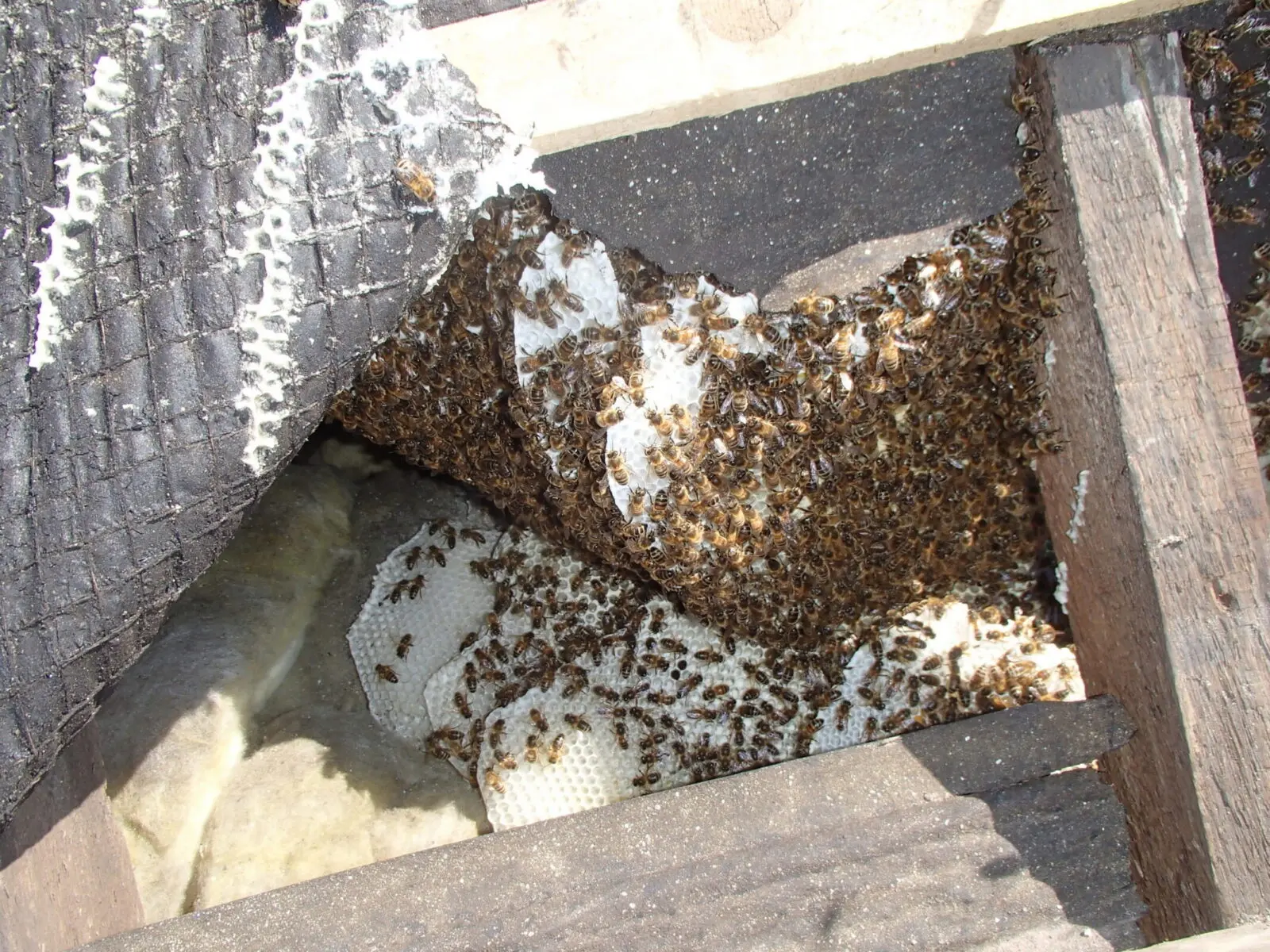 Honey bee cutout porch roof - Windsor & Eaton, Berkshire - safely removed by honey bee removal specialists SwarmCatcher
