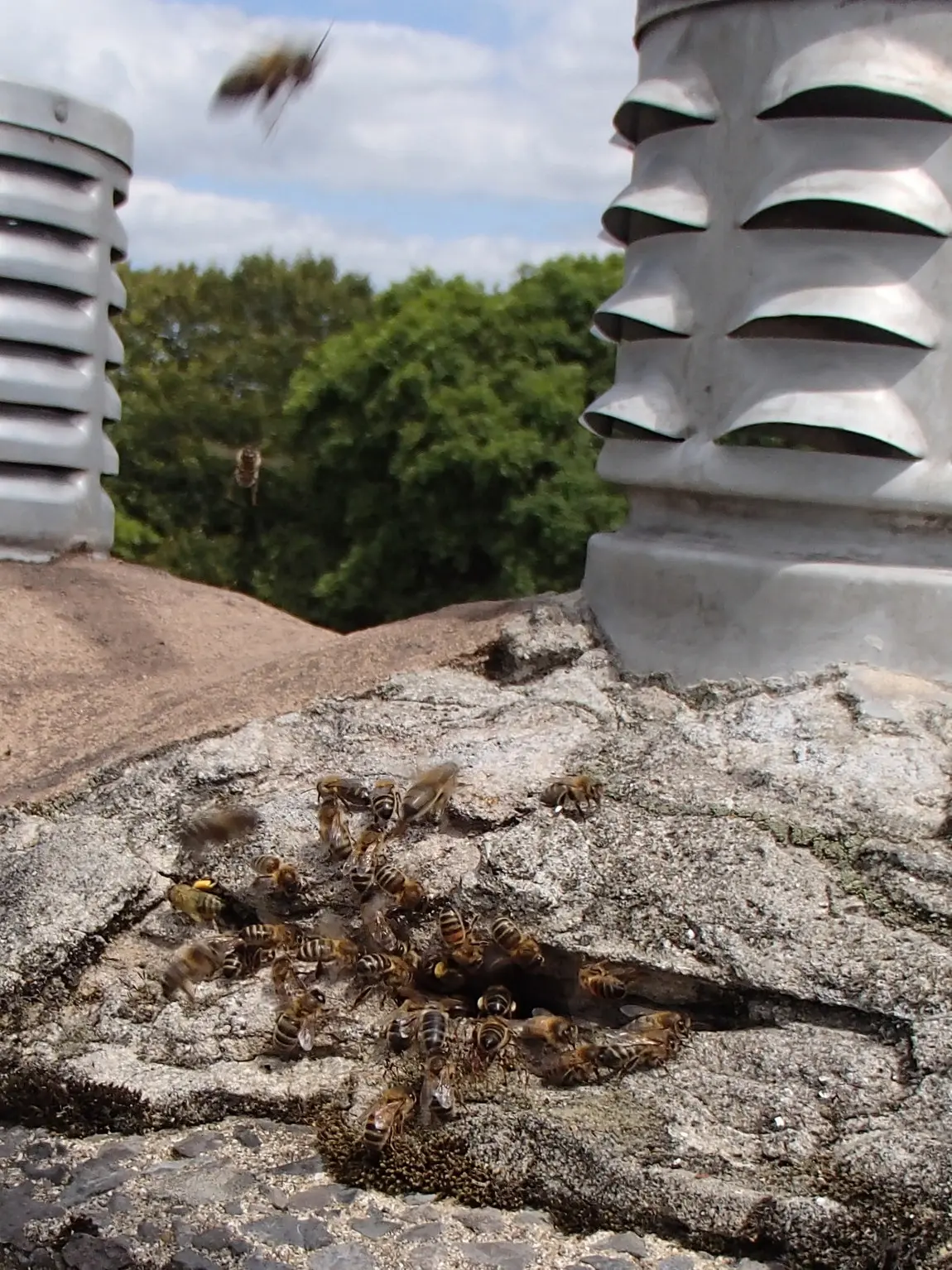 Honey Bees in Chimney 1 Honey-bee-gas-liner-chimney-cutout-Dorking-Surrey_02_03