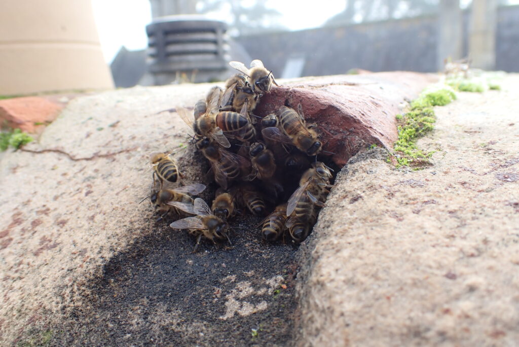 Honey bee re,moval Specialists: Honey bee group at chimney nest entrance
