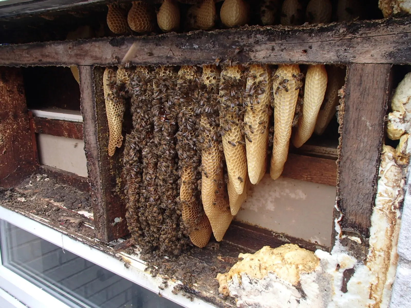 Honey bee removal of nest in wall & ceiling void - safely removed by honey bee relocation specialists - SwarmCatcher Ltd