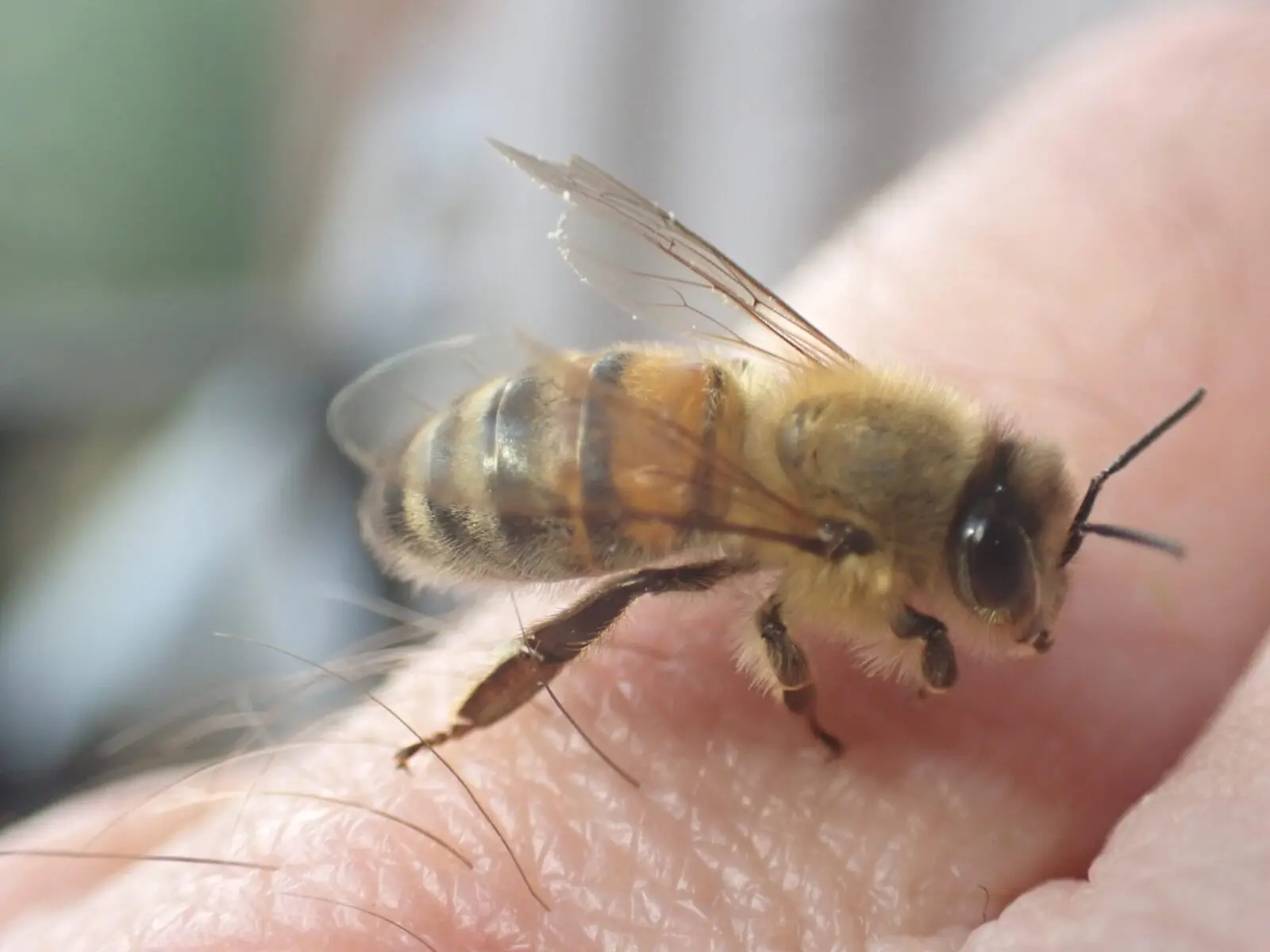 About SwarmCatcher 81 Honey-bee-on-finger-London-Honey-Bee-Removal