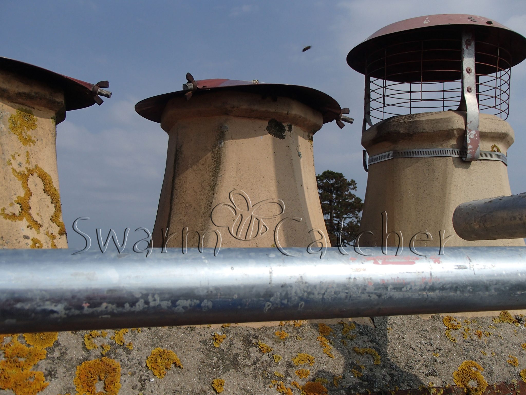 Why honey bees like chimneys Act fast to get bees out of a chimney,