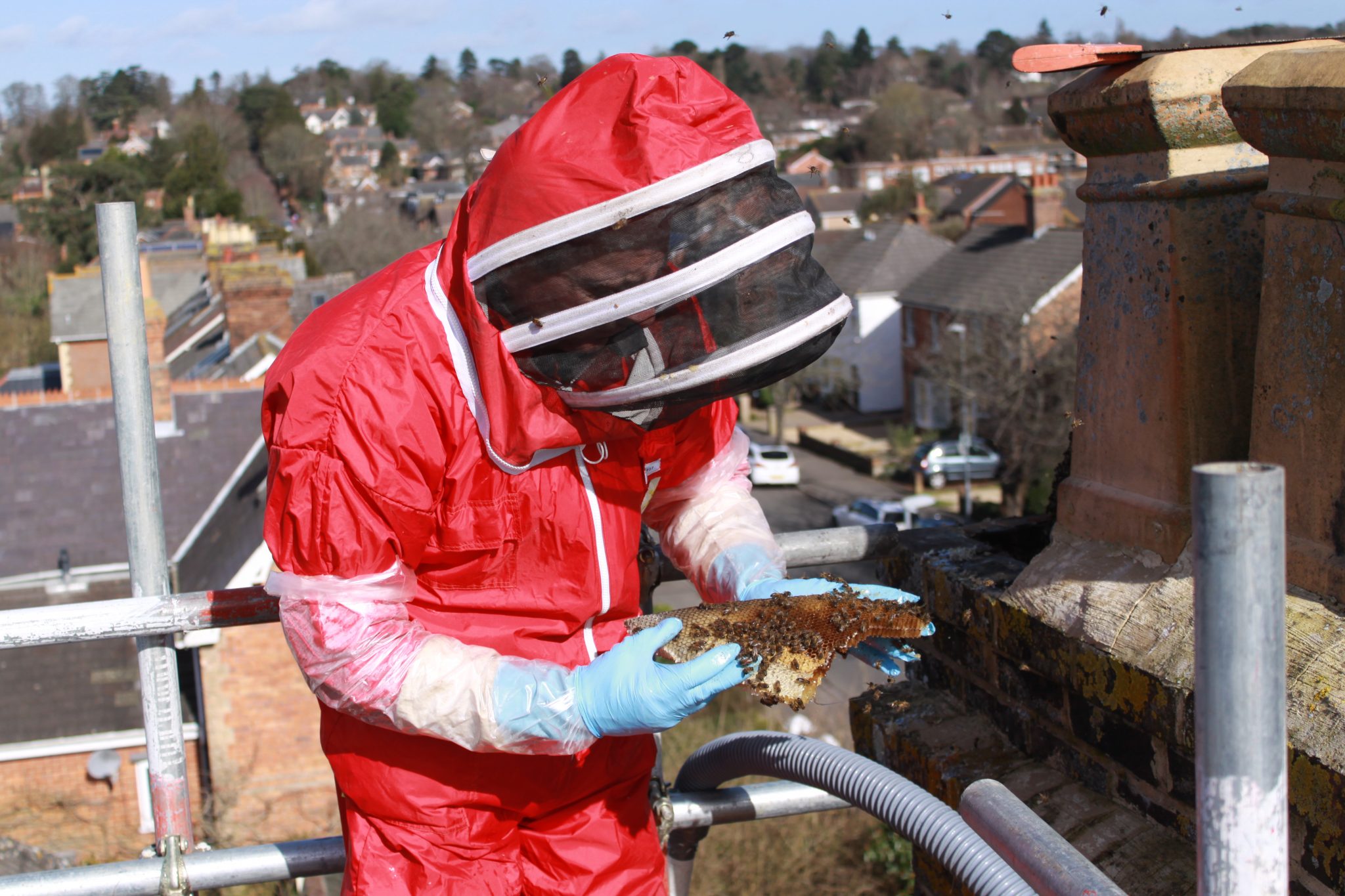 Swarm-Catcher-Honey-Bee-Removal-from-chimney-Poole-Dorset