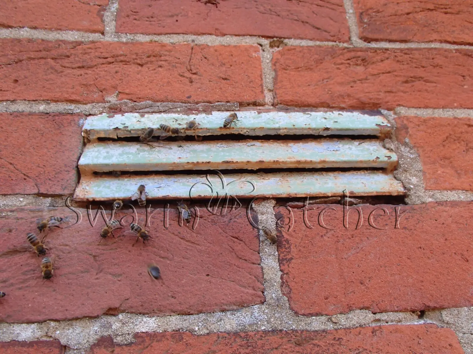 Honey bees in walls - removed by knowledgeable Specialists - SwarmCatcher