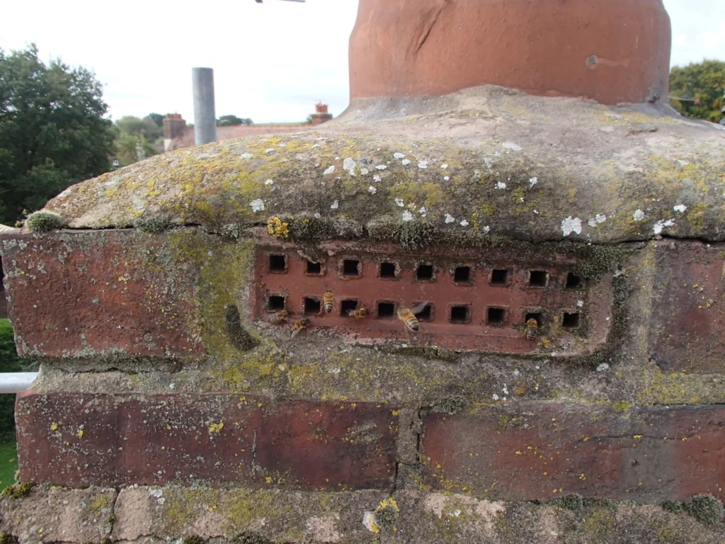 Honey Bees in Chimney 7 Honey bees in Chimney Airbrick- Ascot- Berkshire