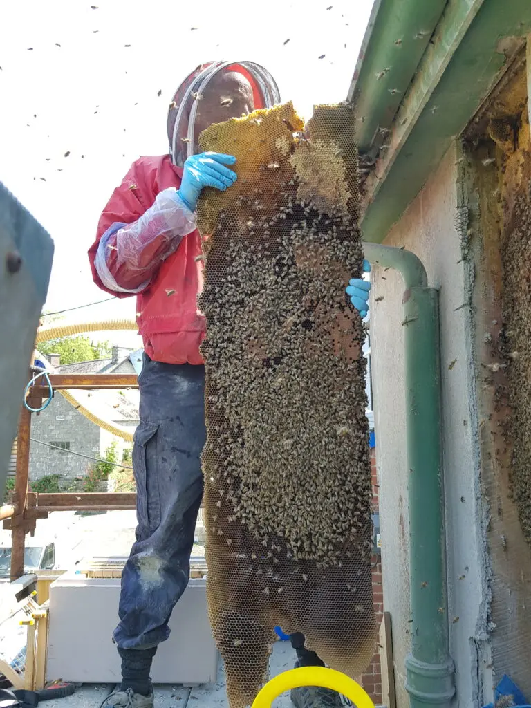 Honey Bees in Walls 4 Honey bees in wall - slab of brood comb - Rhayader, Powys - removed by honey bee removal & relocation specialists - SwarmCatcher Ltd