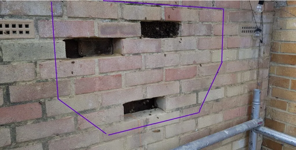 Honey Bees in Walls 1 Honey bee nest in wall cavity - Gravesend, Ken