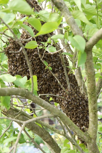 honey bee swarm in a tree