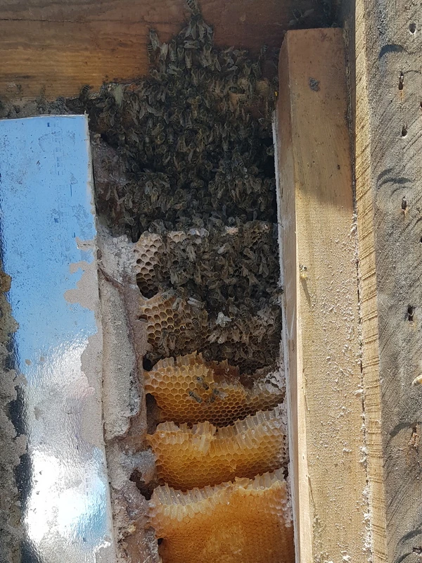 Honey bee removal from roof & wall cavity - Cotswolds, Gloucstershire