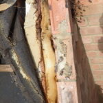 Honey bee removal - wall cavity - Kettering Northamptonshire
