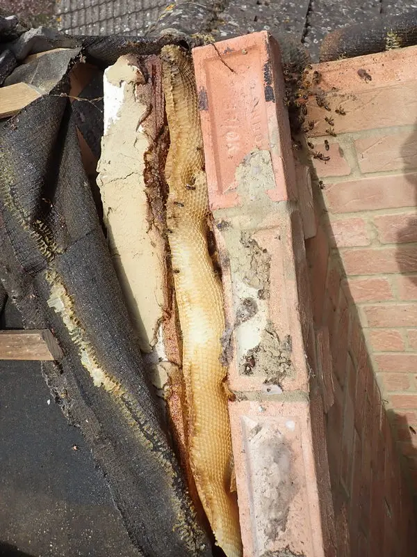 13 Common questions about honey bees in walls 4 Honey bee removal - wall cavity - Kettering Northamptonshire